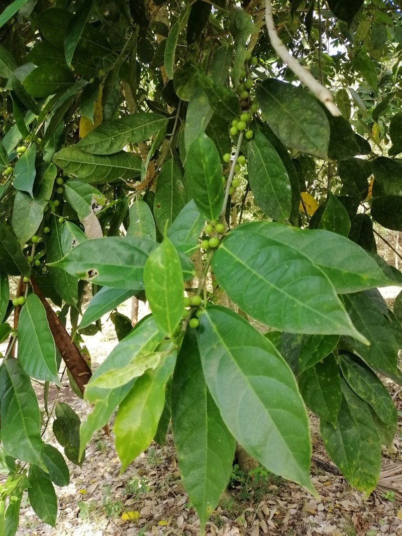Ficus ampelos photo 2