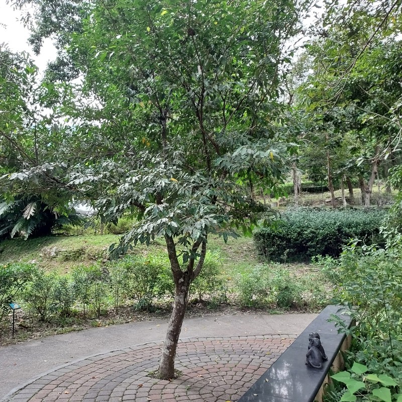 Ficus ampelos photo 3