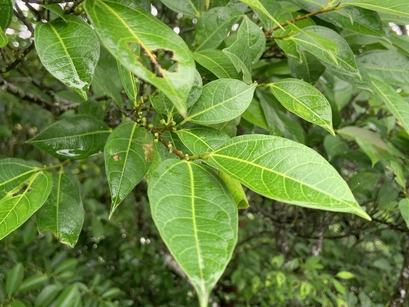 Ficus ampelos photo 4