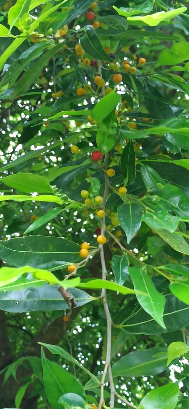 Ficus ampelos photo 5