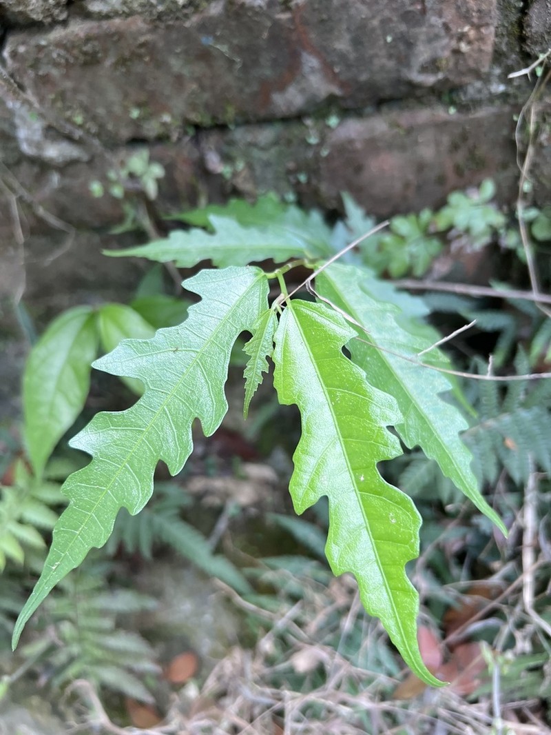 Ficus ampelos photo 6