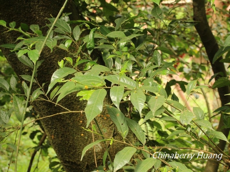 Ficus ampelos photo 8