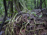 Ficus amplissima