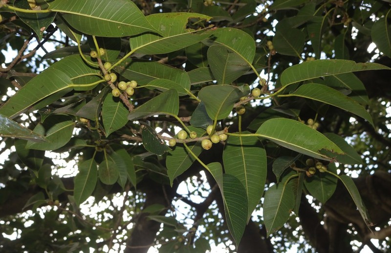 Ficus amplissima photo 2