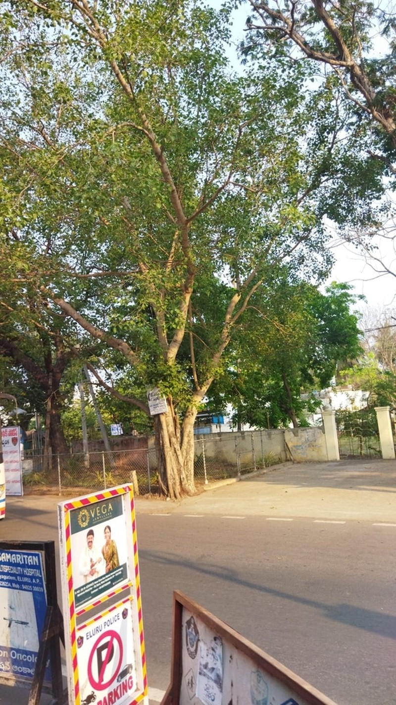 Ficus amplissima photo 3