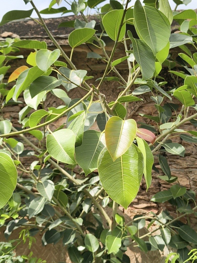 Ficus amplissima photo 4