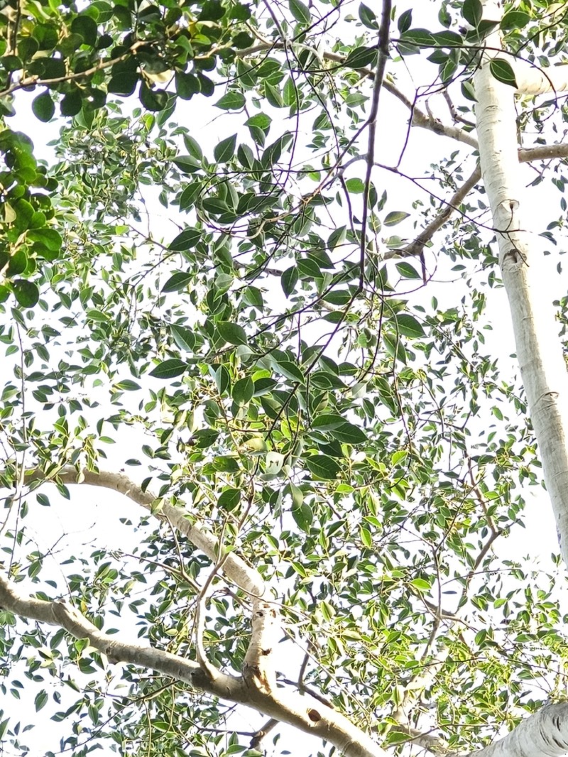 Ficus amplissima photo 5