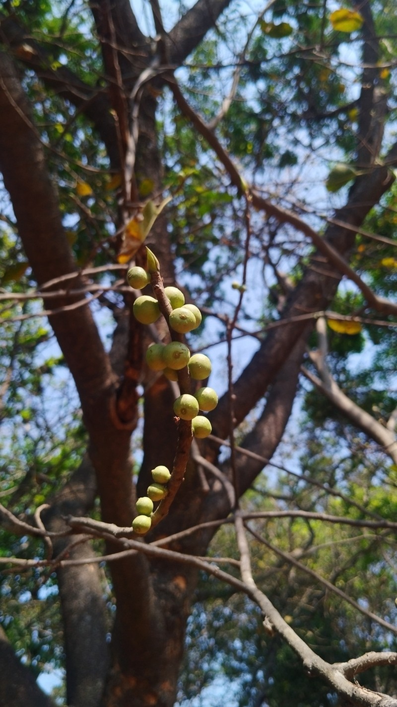 Ficus amplissima photo 6