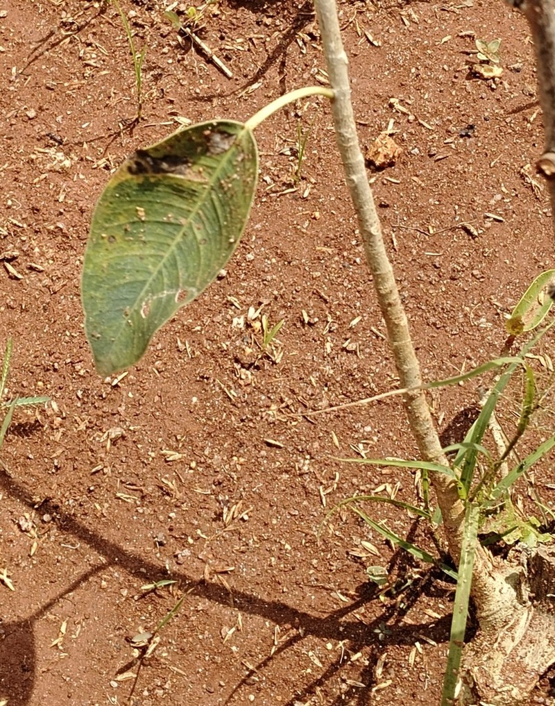 Ficus amplissima photo 7
