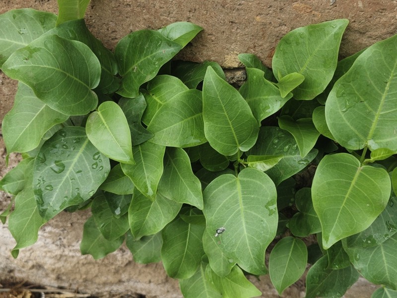 Ficus amplissima photo 8