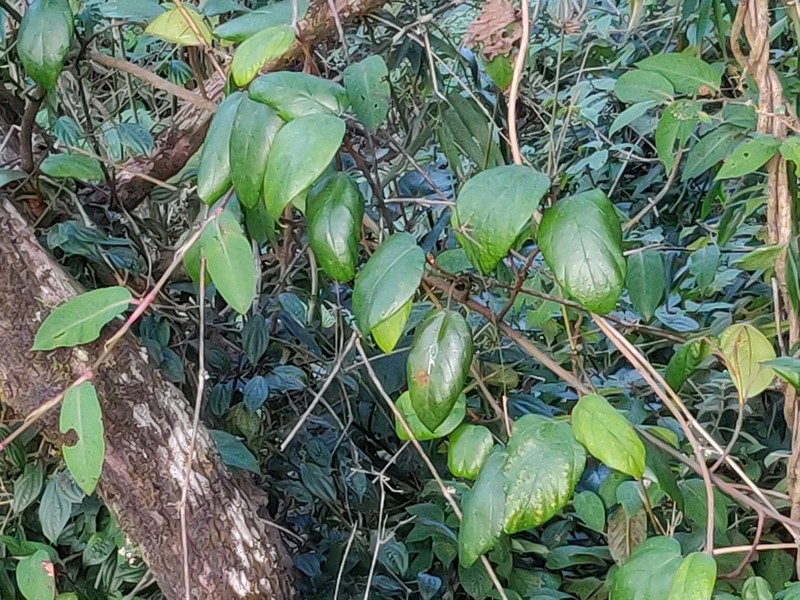 Ficus amplocarpa