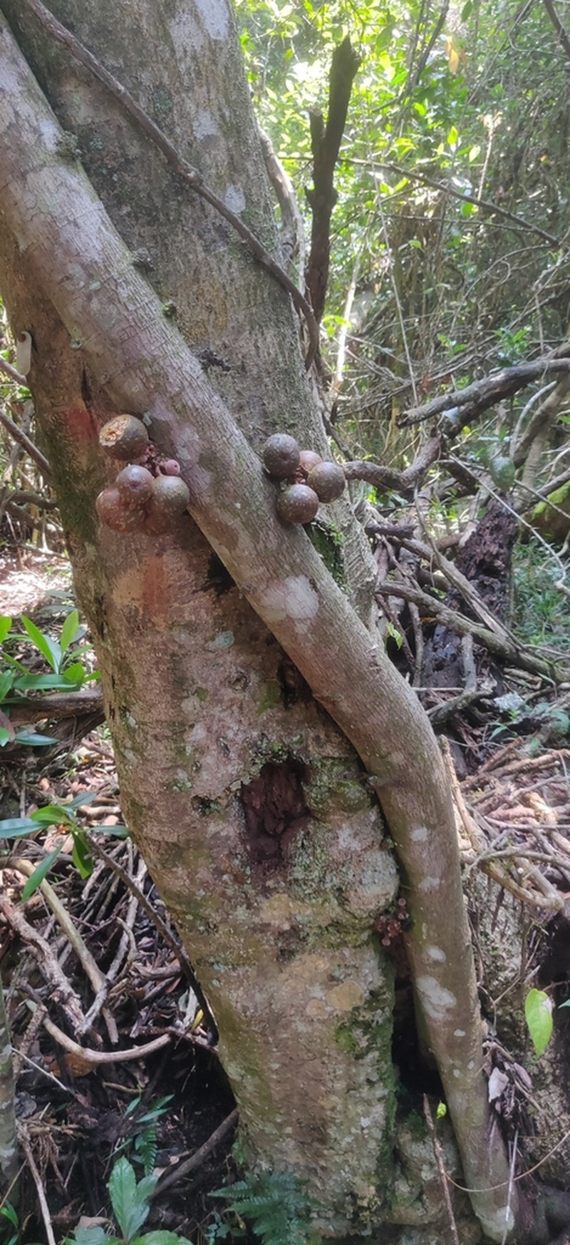 Ficus amplocarpa photo 2
