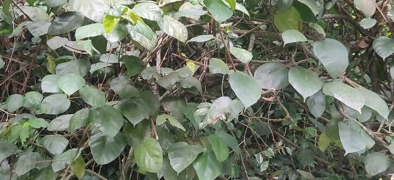 Ficus amplocarpa photo 3
