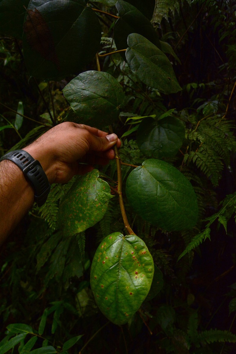 Ficus amplocarpa photo 4