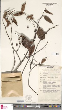 Ficus ampulliformis