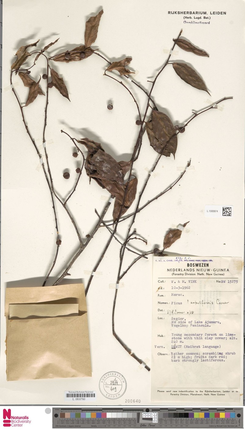 Ficus ampulliformis