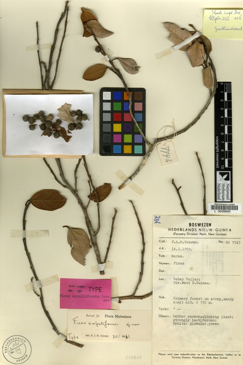 Ficus ampulliformis photo 2