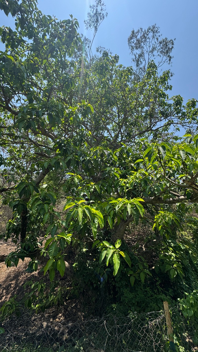 Ficus anamalayana