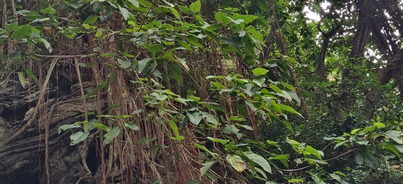 Ficus anamalayana photo 2
