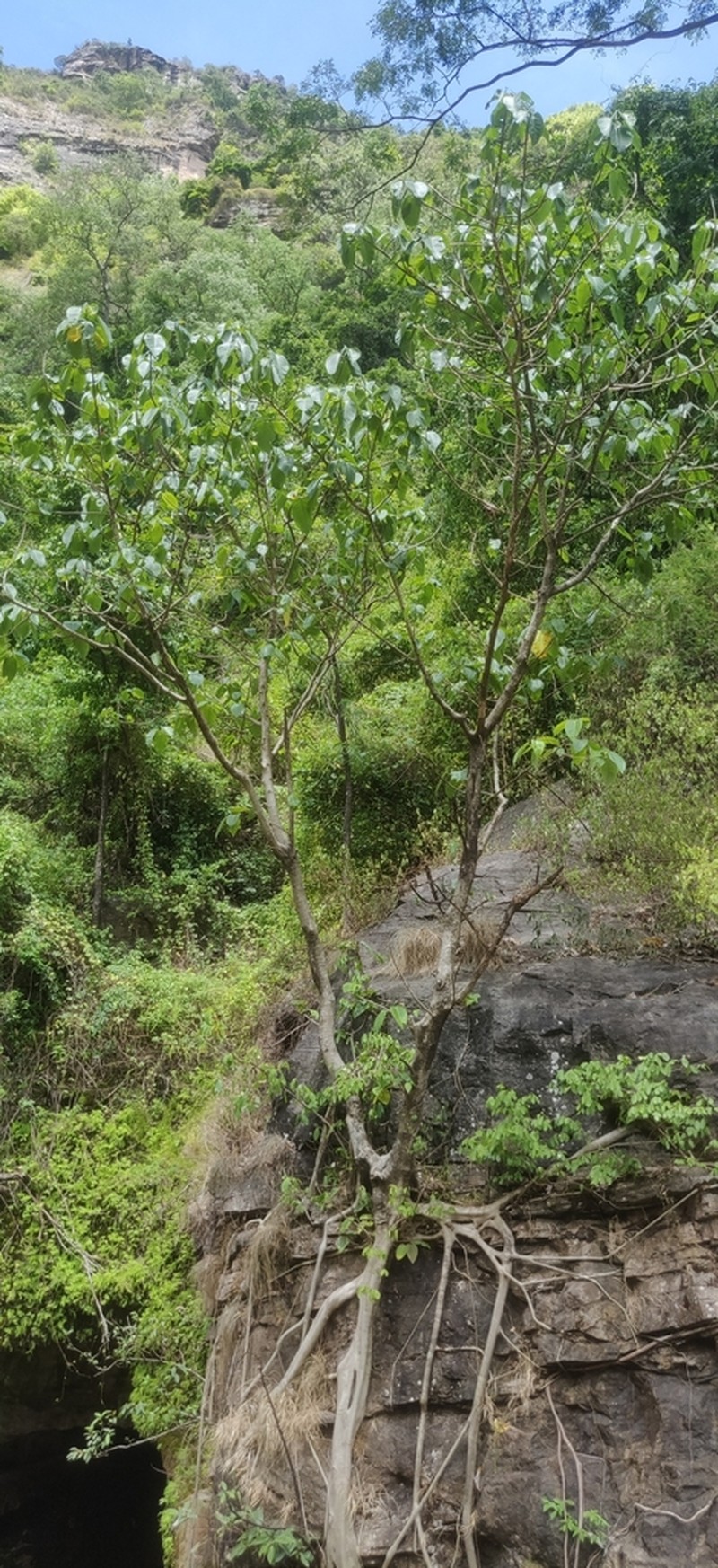 Ficus anamalayana photo 3