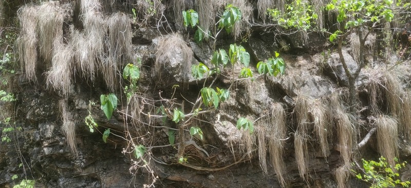 Ficus anamalayana photo 4