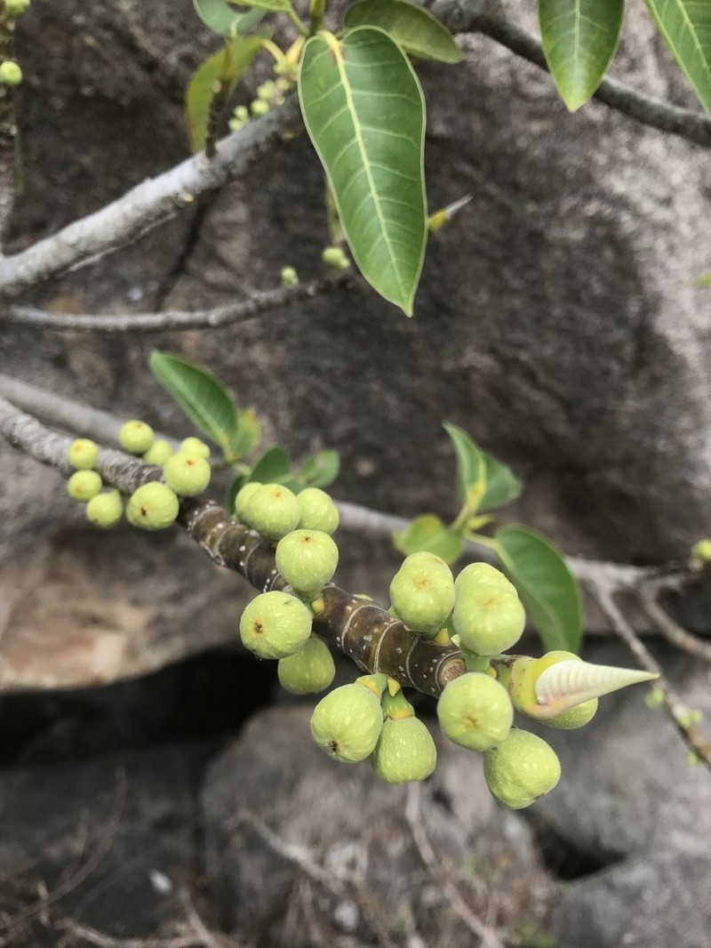 Ficus anamalayana photo 5