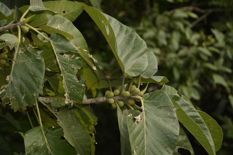 Ficus anamalayana photo 6