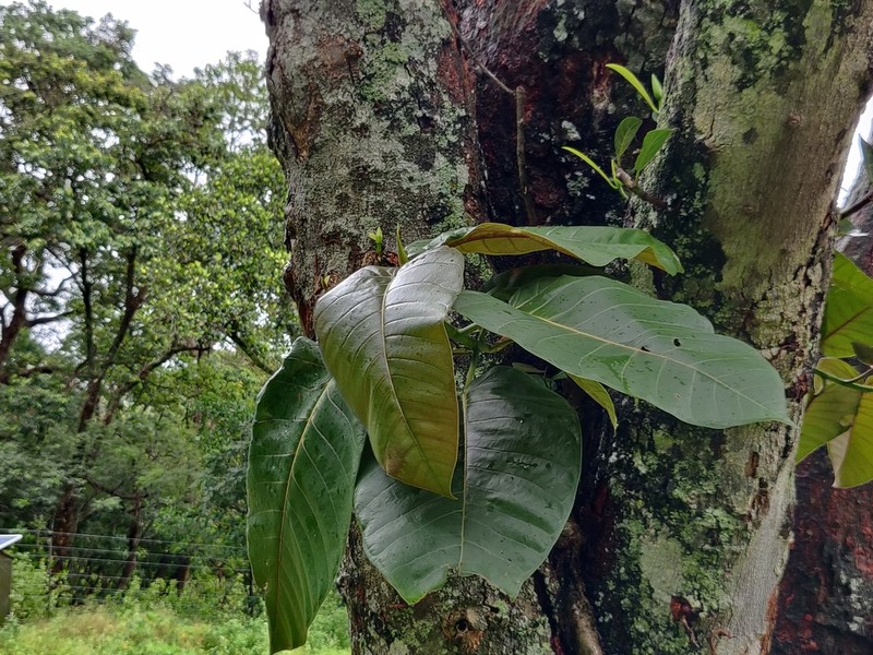 Ficus anamalayana photo 7