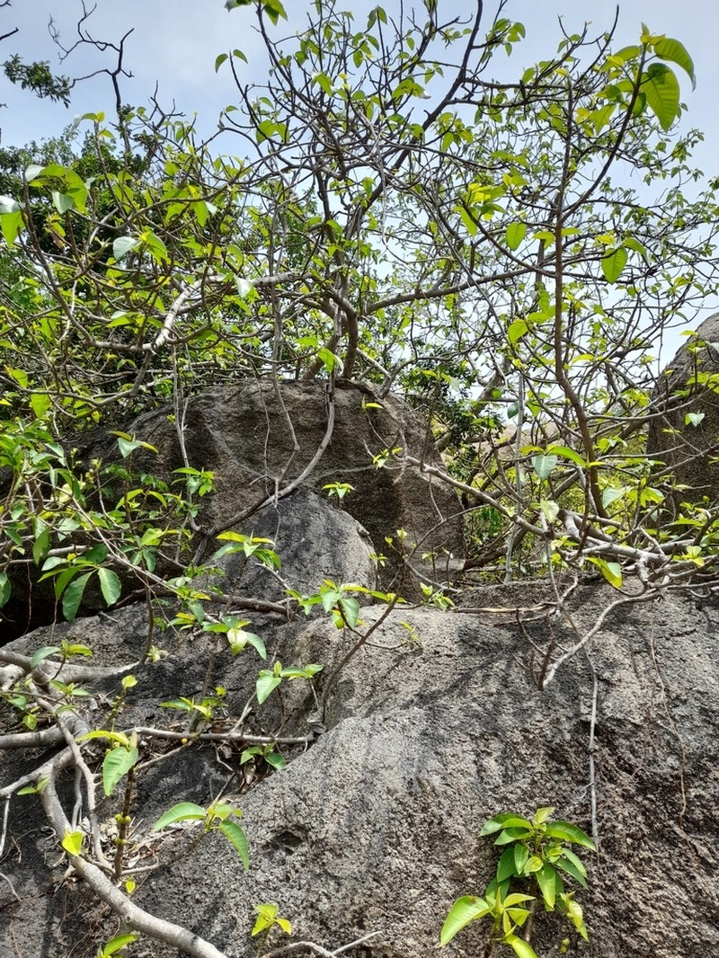 Ficus anamalayana photo 8