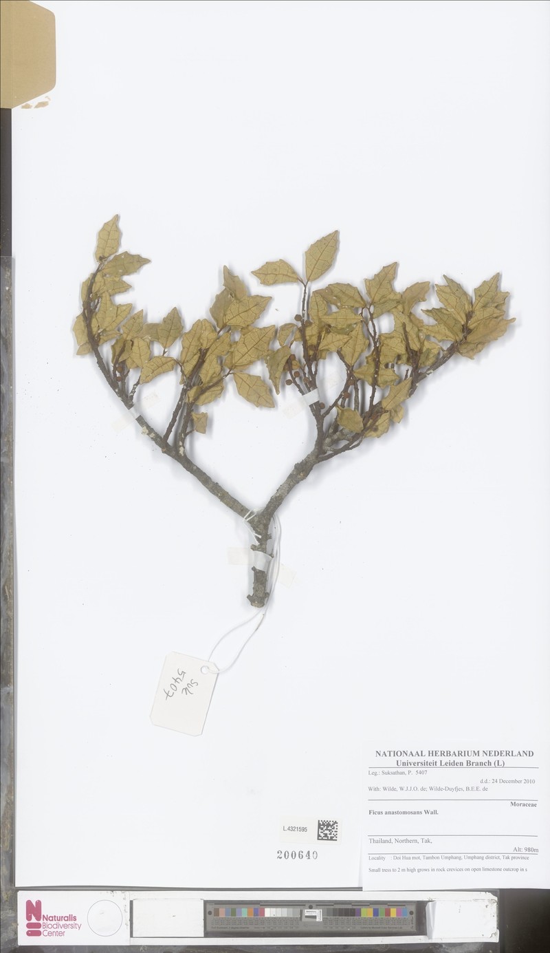 Ficus anastomosans