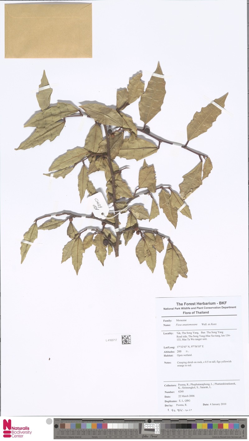Ficus anastomosans photo 2