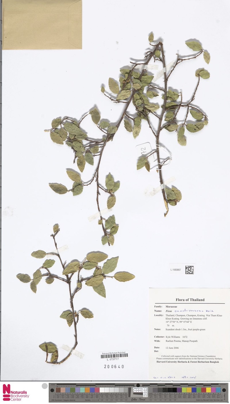 Ficus anastomosans photo 3