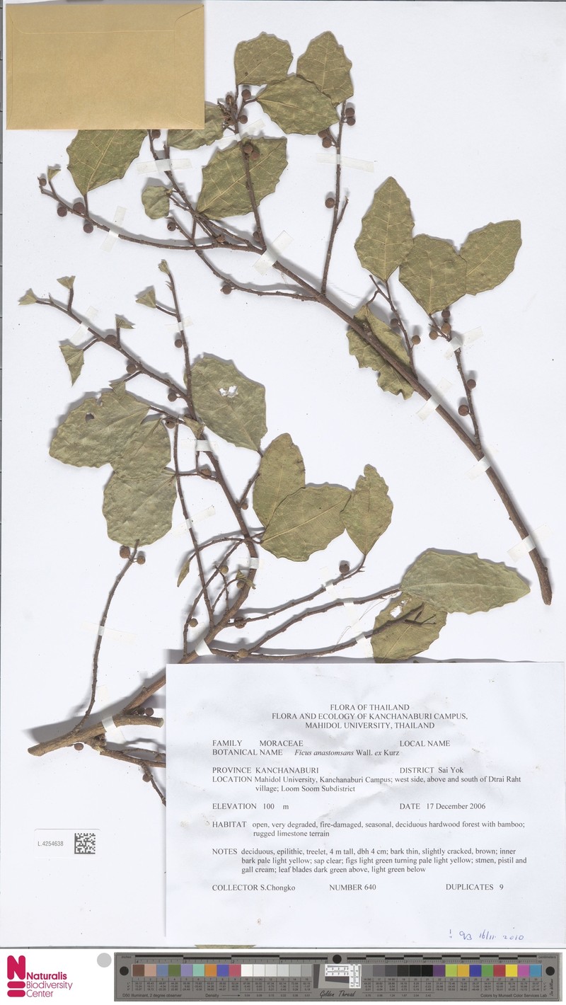 Ficus anastomosans photo 4