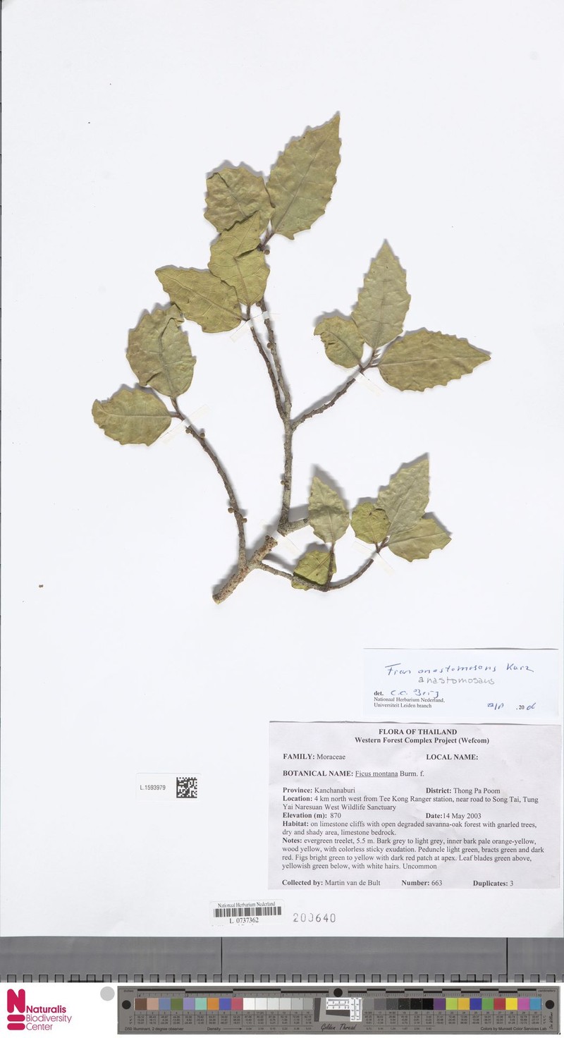 Ficus anastomosans photo 5