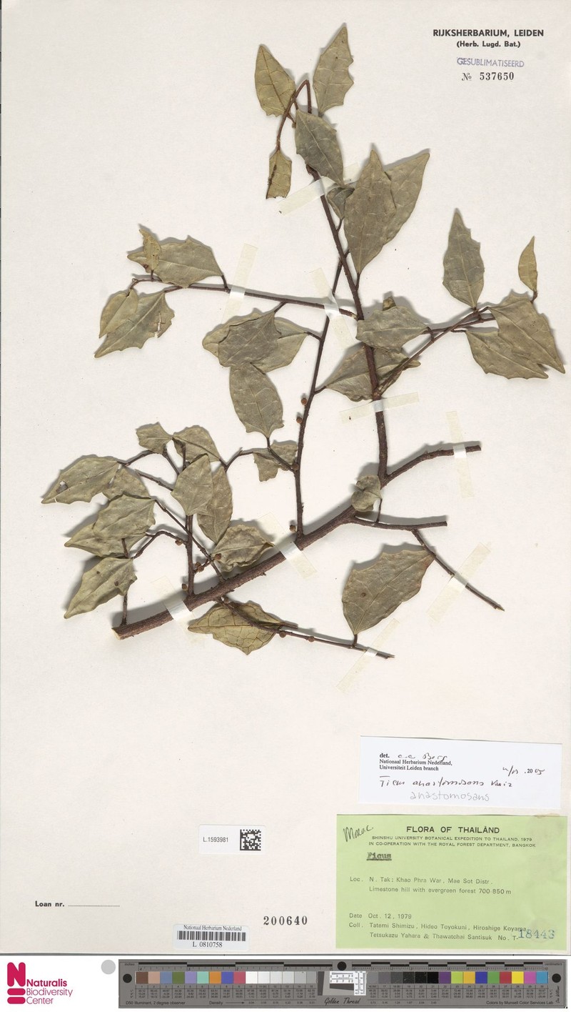 Ficus anastomosans photo 6