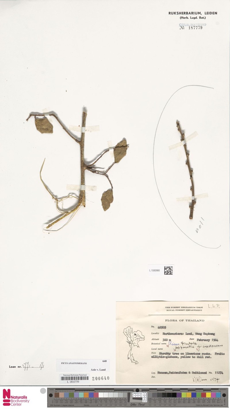 Ficus anastomosans photo 7