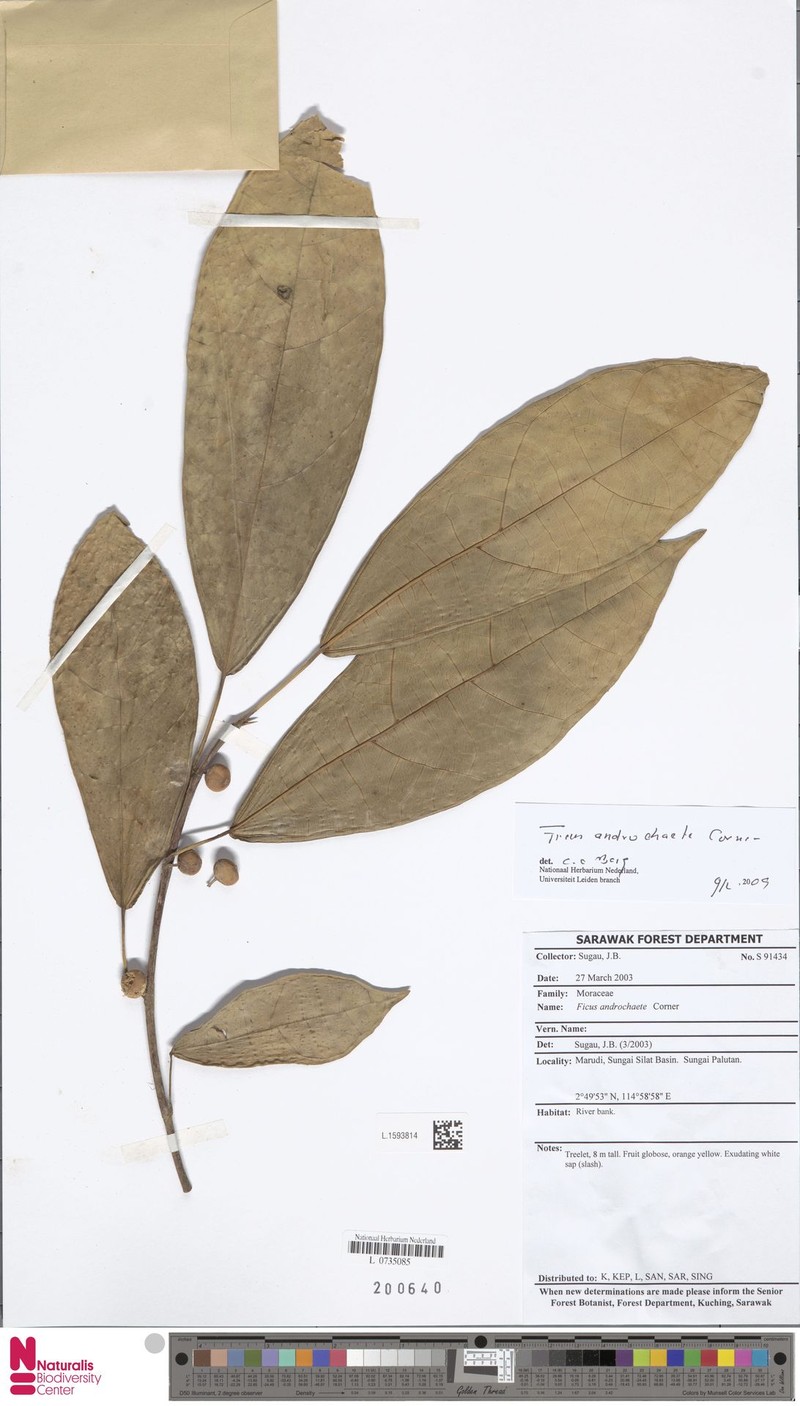 Ficus androchaete