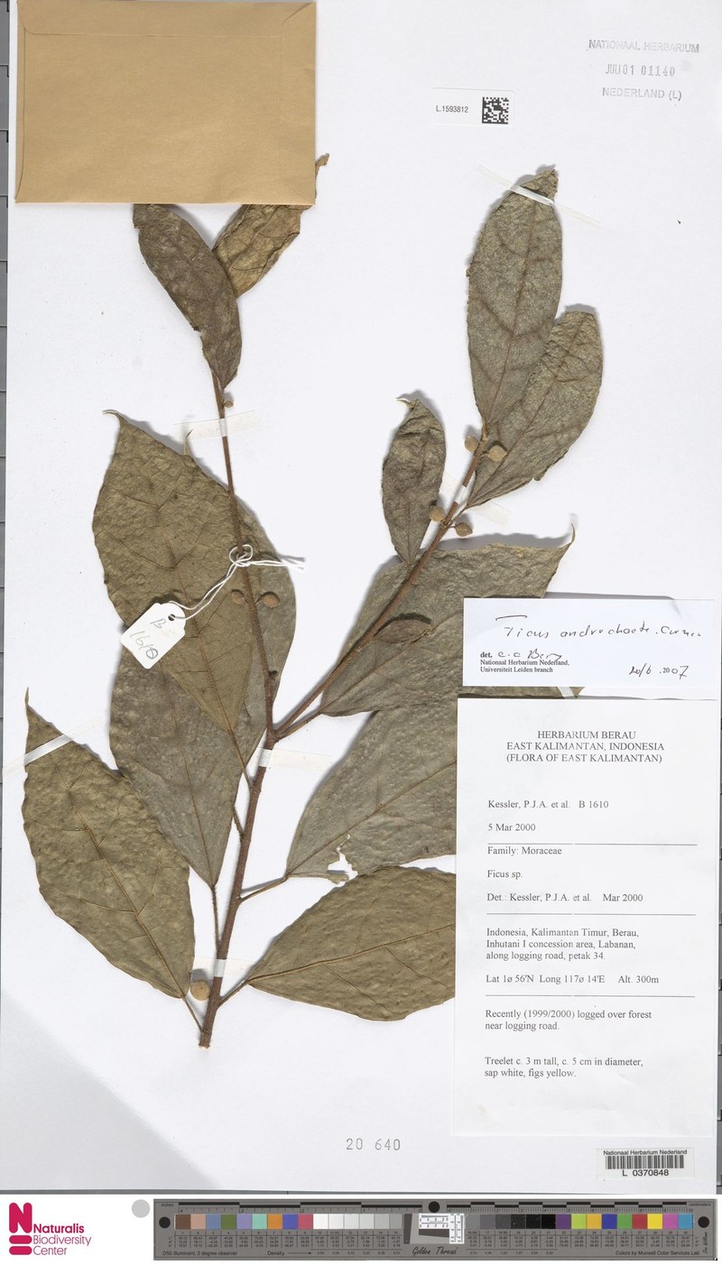 Ficus androchaete photo 2