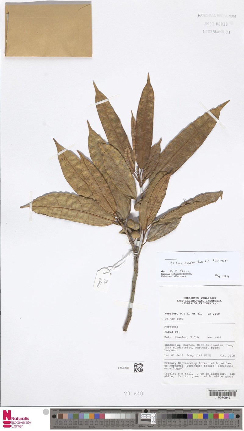 Ficus androchaete photo 3