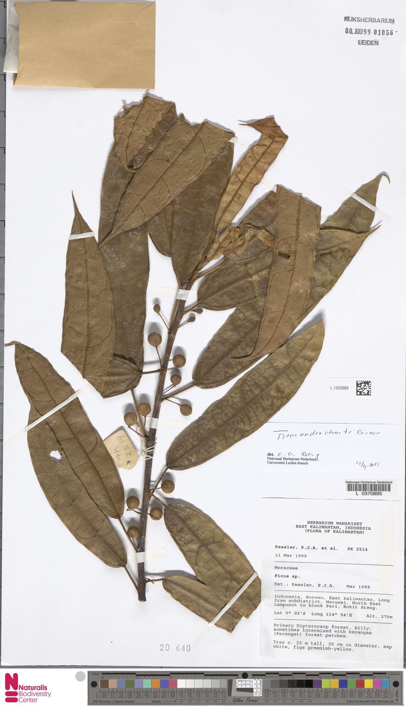Ficus androchaete photo 4