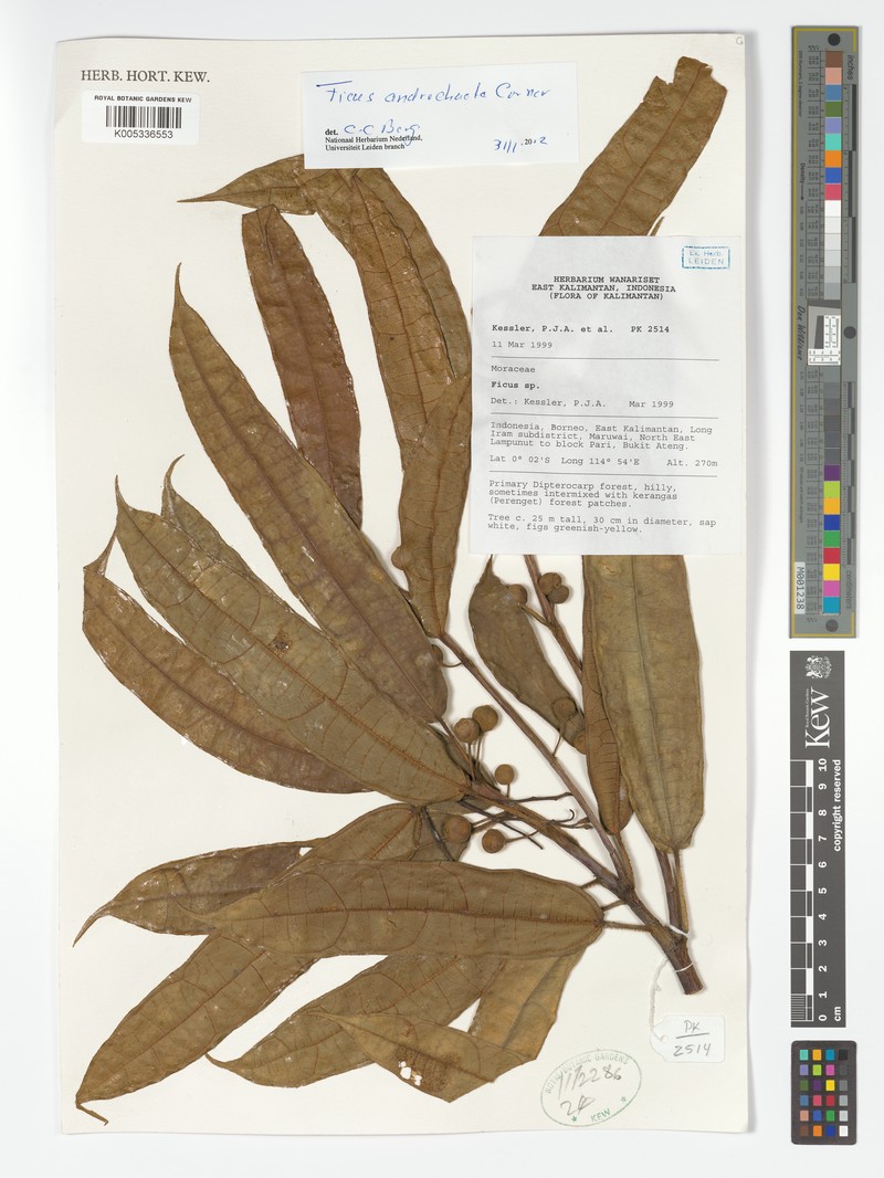 Ficus androchaete photo 5