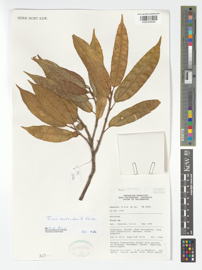 Ficus androchaete photo 6