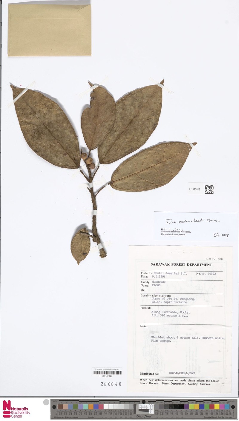 Ficus androchaete photo 7