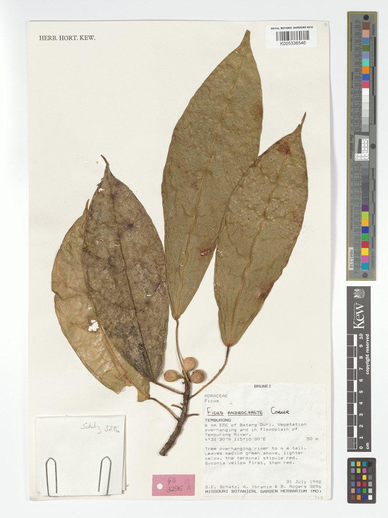 Ficus androchaete photo 8