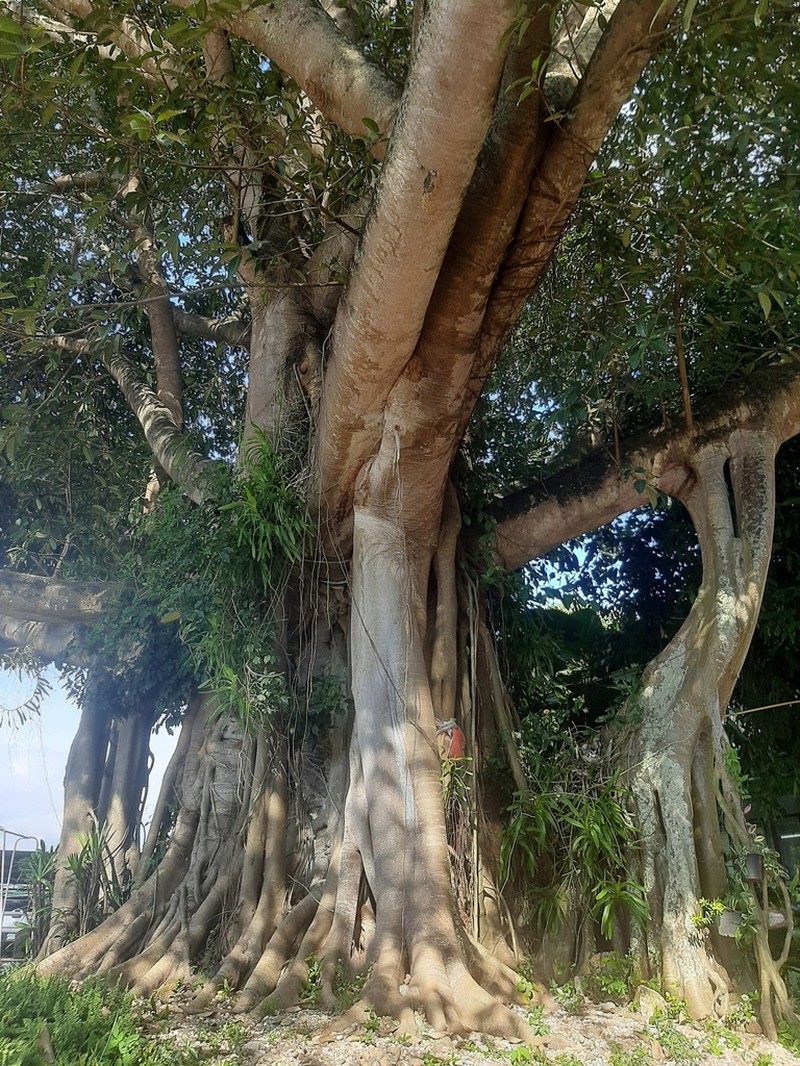 Ficus annulata