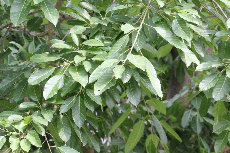 Ficus annulata photo 2