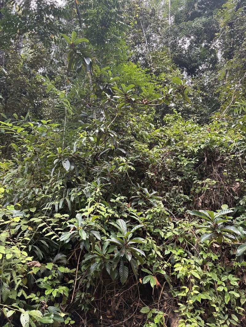 Ficus annulata photo 3