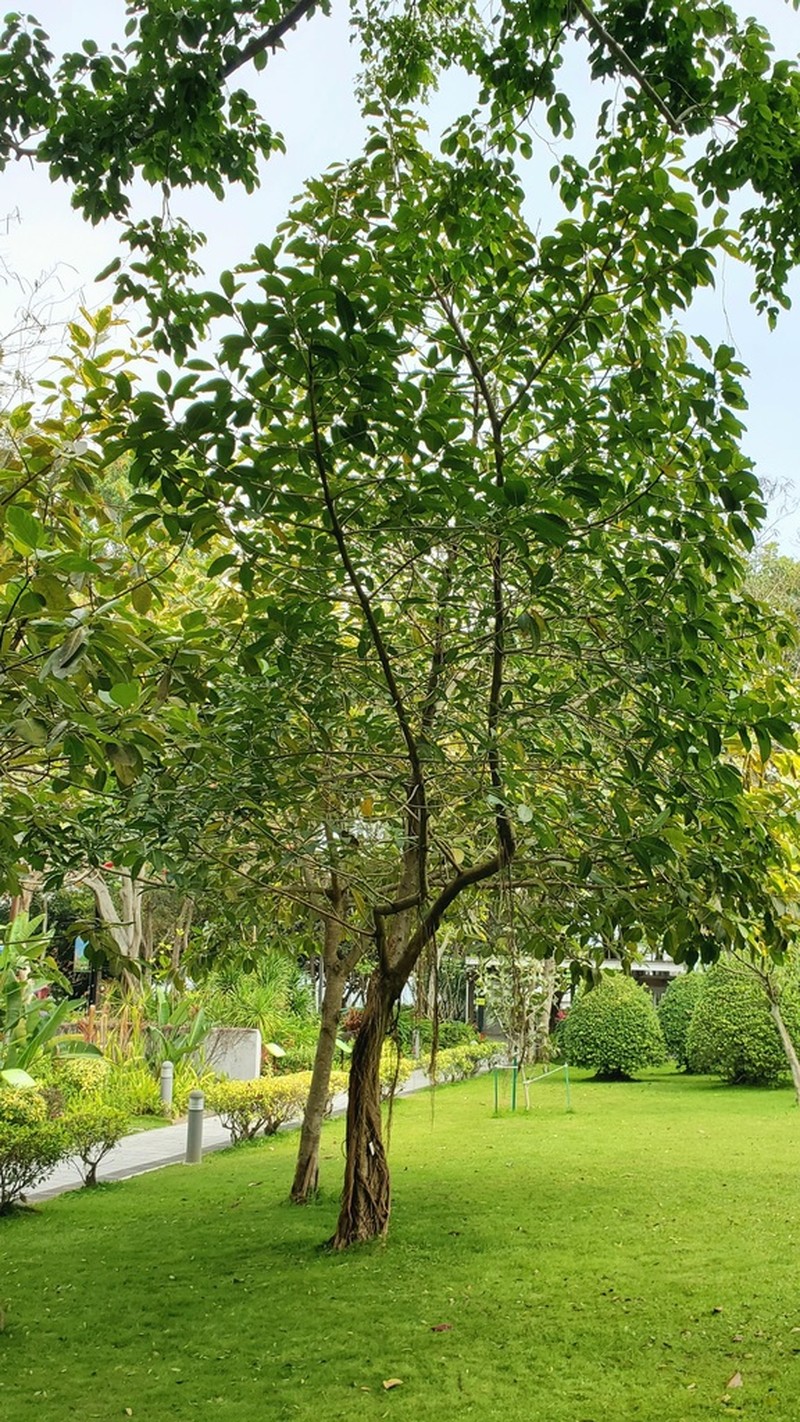 Ficus annulata photo 4