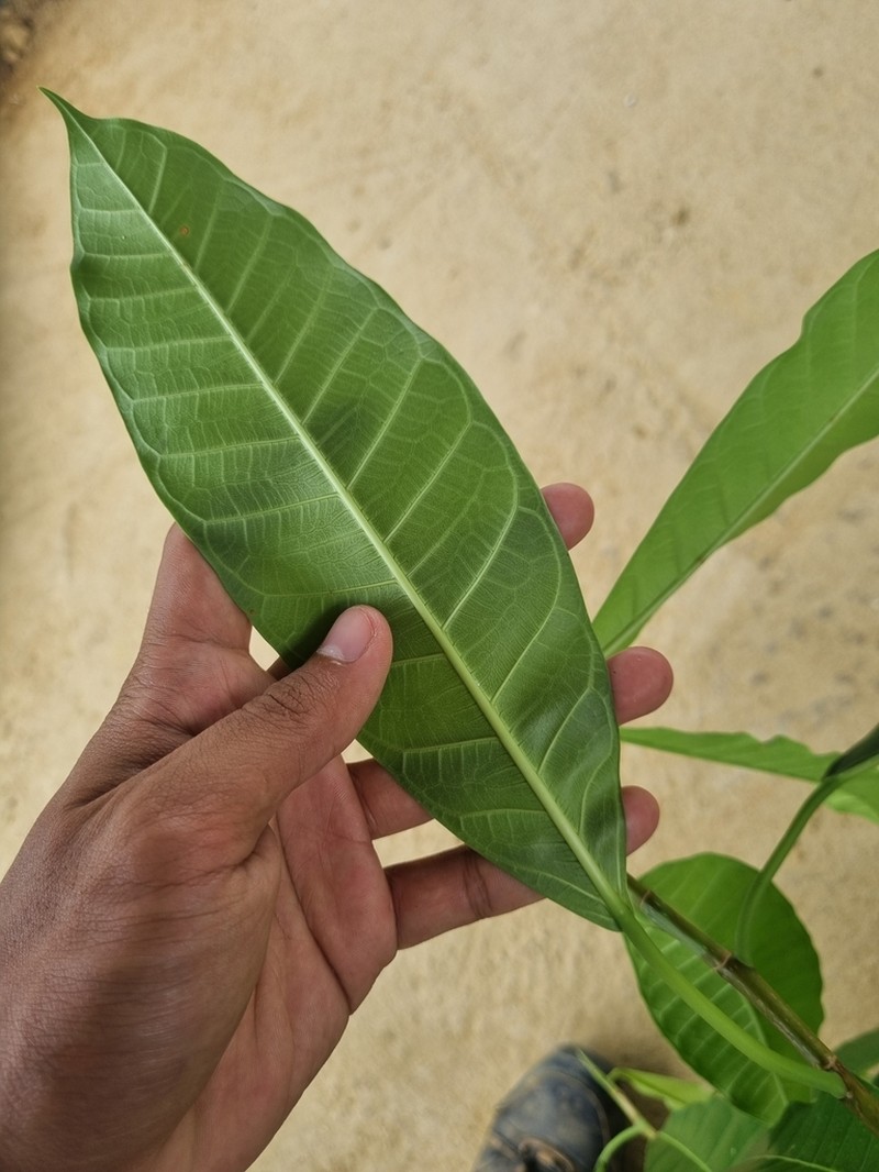 Ficus annulata photo 5