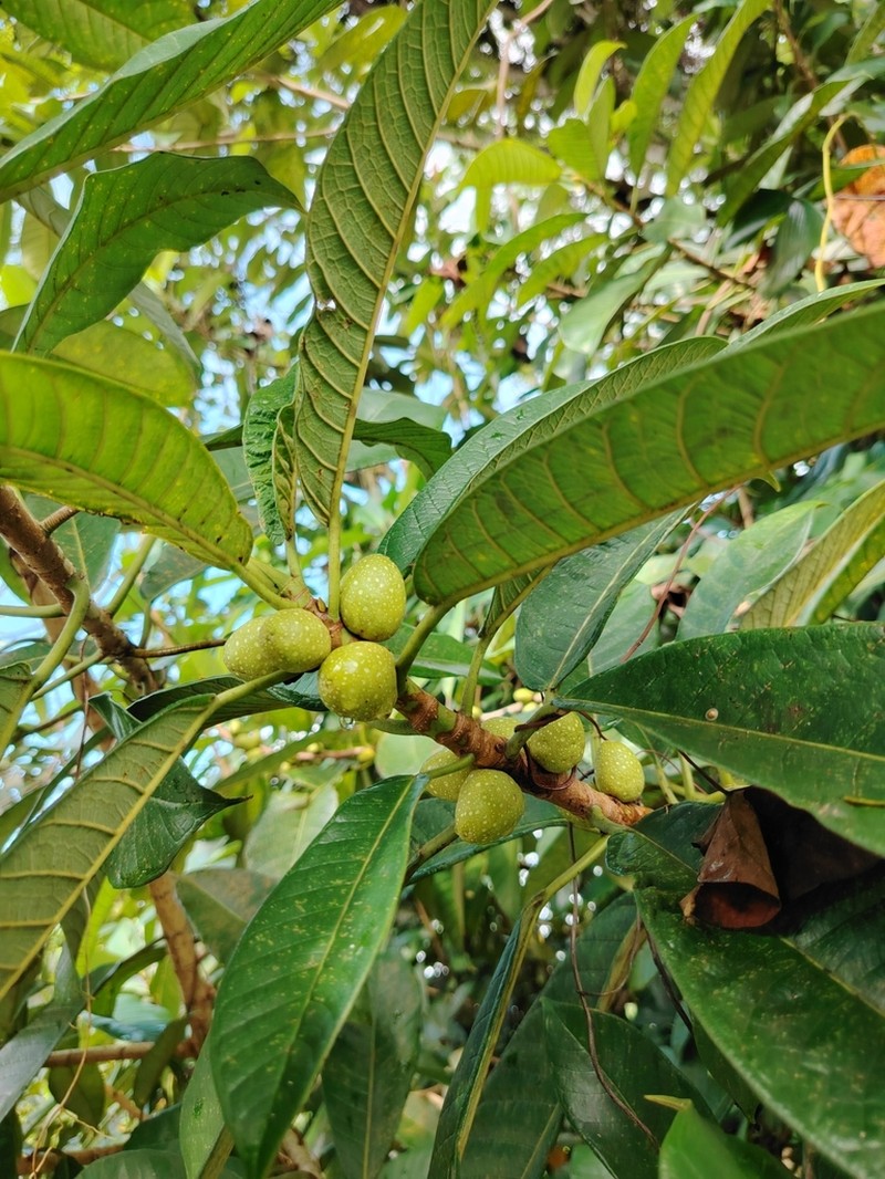 Ficus annulata photo 6